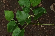 <strong>Piper methysticum var. wichmannii - Ramon, Laurence - 204</strong><br />© Ramon, Laurence